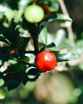 Barbados Cherry