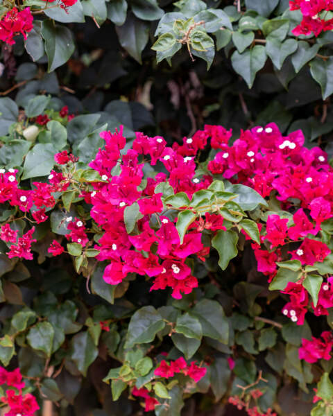 Flowers Flowers