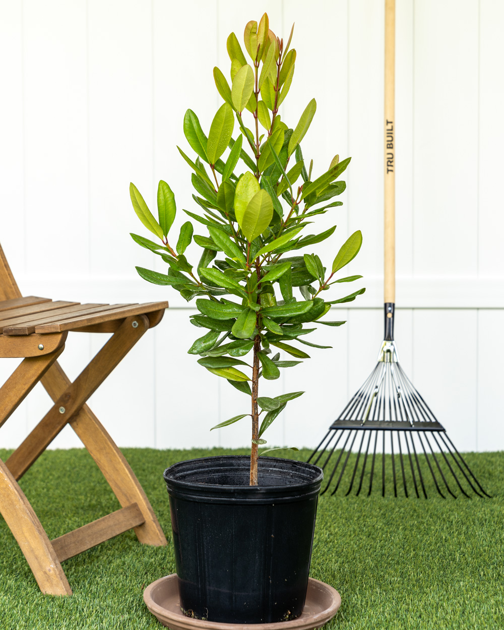 Buy Pimenta racemosa, Bay Rum Free Shipping over 100