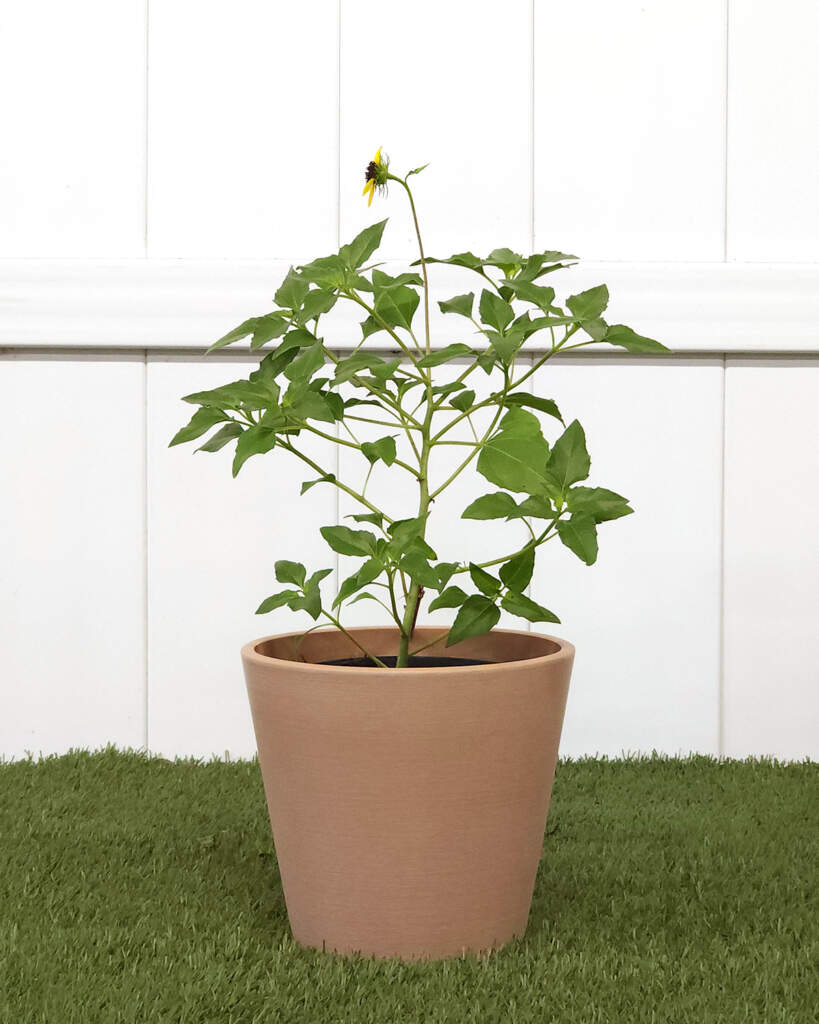 Beach Sunflower PlantVine