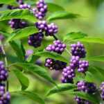 Beautyberry