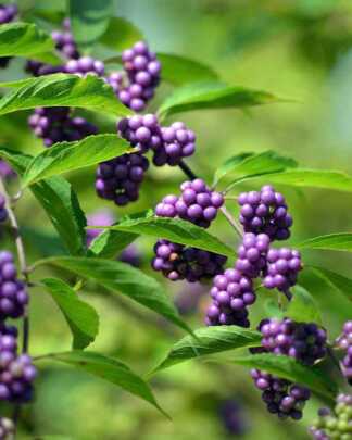 Beautyberry
