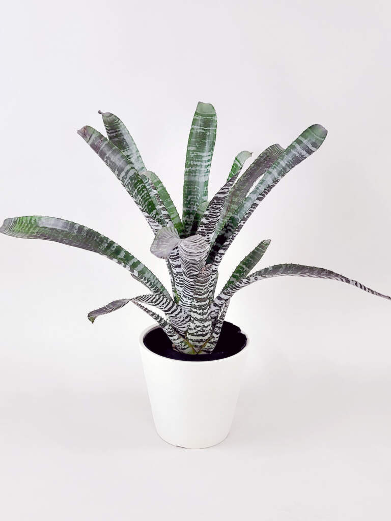 De Leon Bromeliad