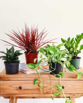 beginner plant parent box
