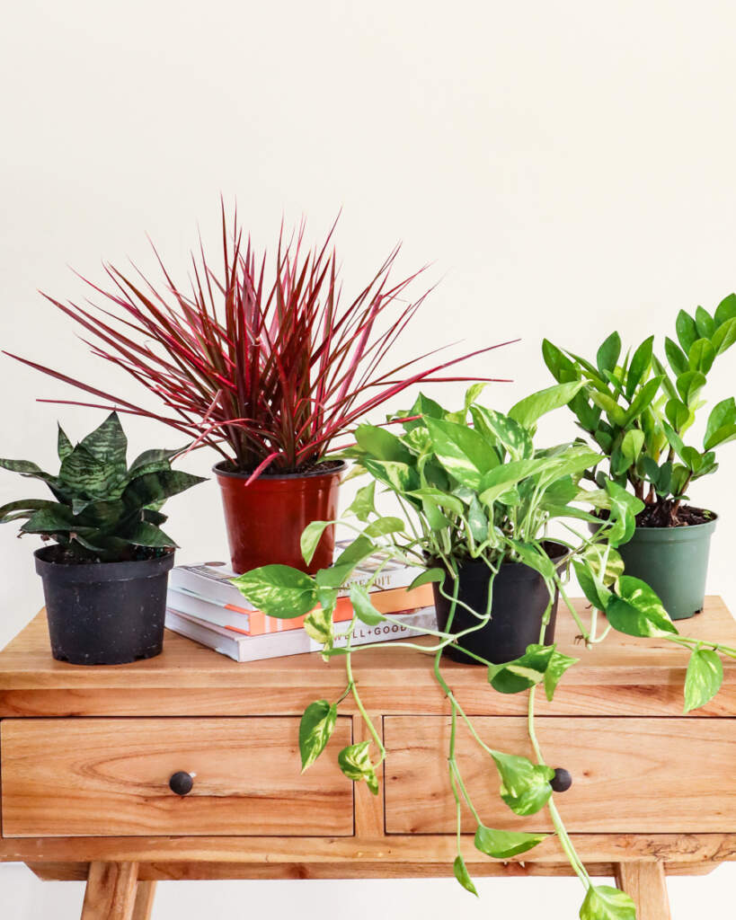 Beginner Plant Parent Box ($136 Value)