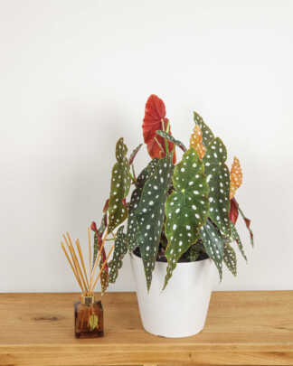 Begonia Maculata