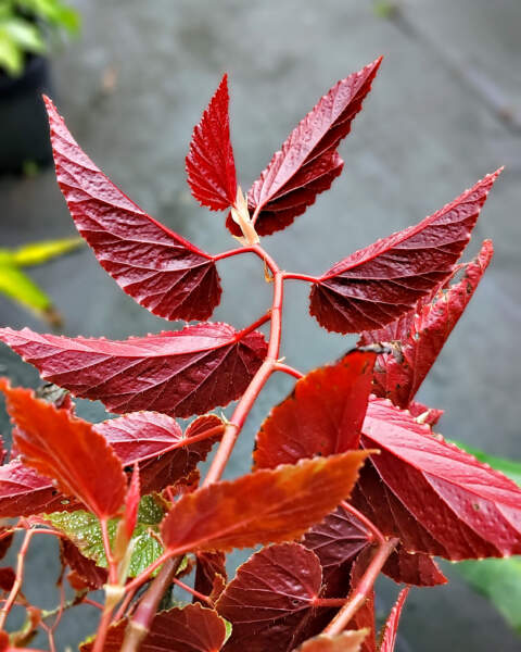 Foliage