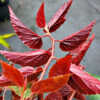 Begonia Maurice Amey