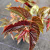 Begonia Maurice Amey