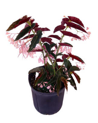 Begonia ‘Angel Wing Pink with Red Leaf’, Angel Wing Begonia | PlantVine