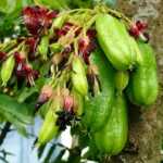 Bilimbi