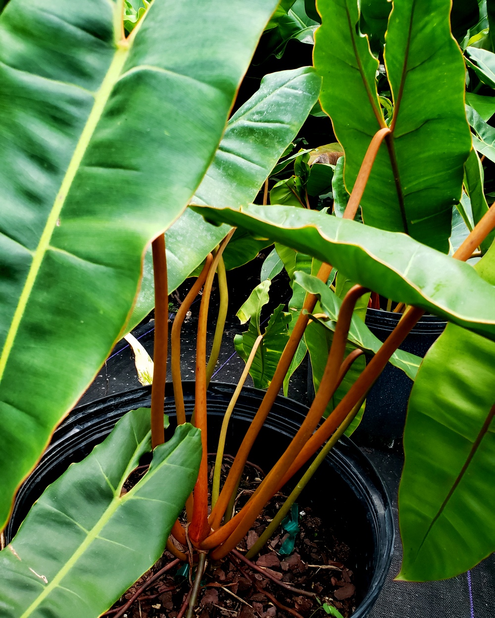 philodendron moonlight