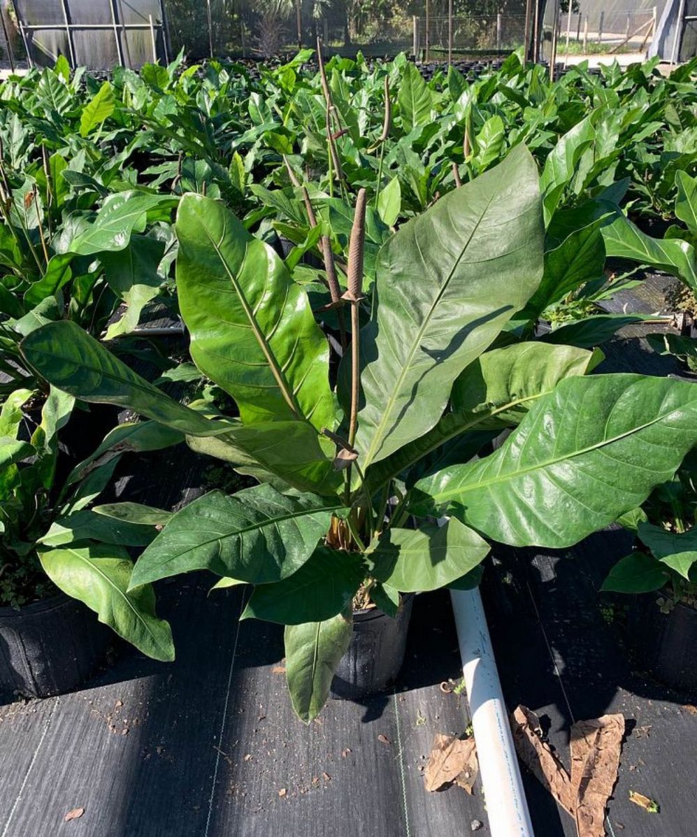 Bird Nest Anthurium