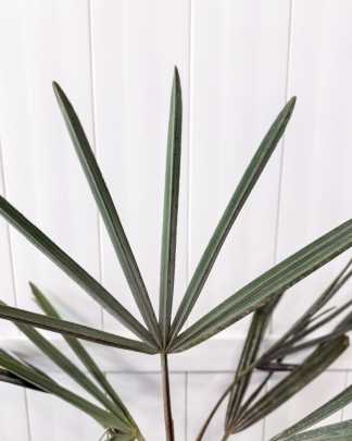 ブナー【種】88粒‬Bismarckianobilis 'Silver' Order Bismarckia Nobilis 'Silver', Bismarck Palm Plant Online
