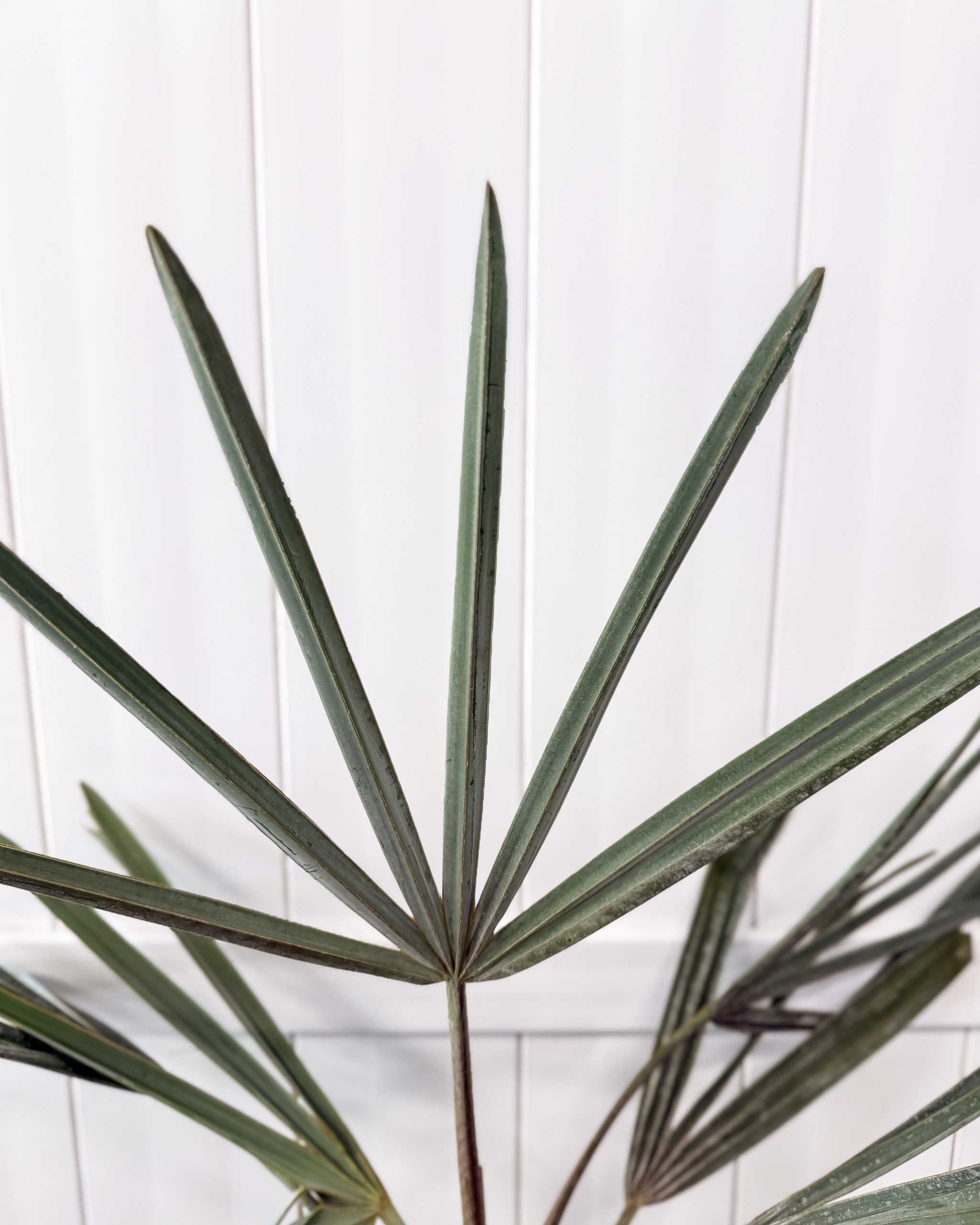 Order Bismarckia Nobilis 'Silver', Bismarck Palm Plant Online