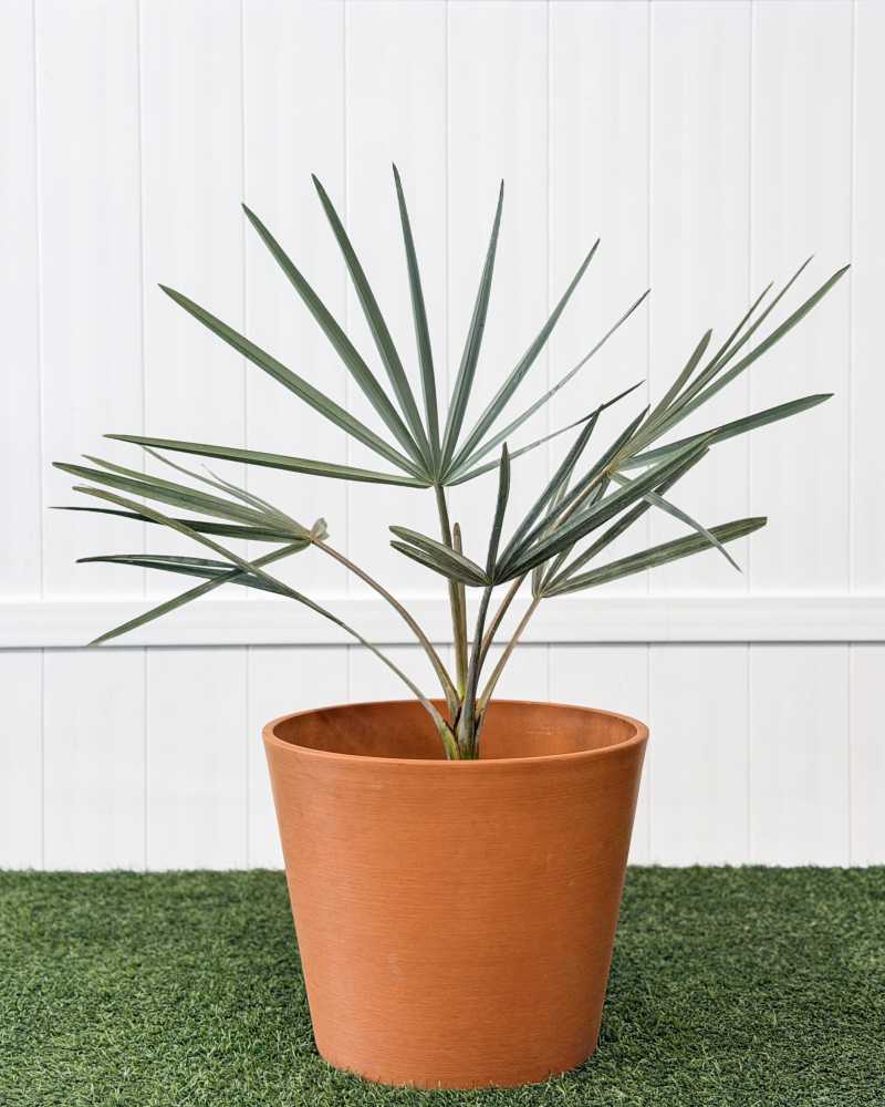 Order Bismarckia Nobilis 'Silver', Bismarck Palm Plant Online