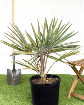 bismarkia extra large