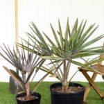 bismarkia extra large main