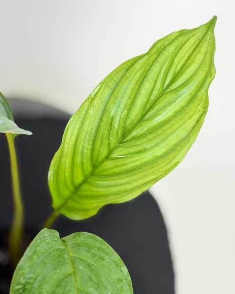 Foliage