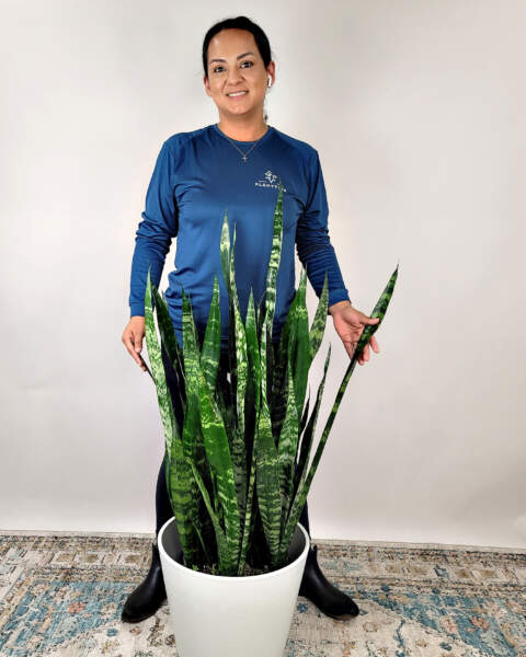 Extra Large Extra Large