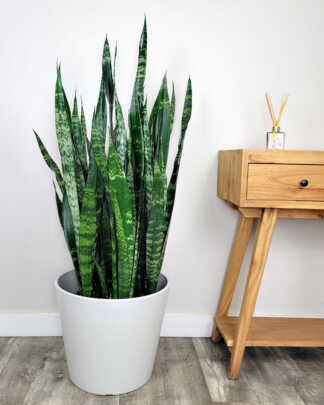 Black Coral Sansevieria