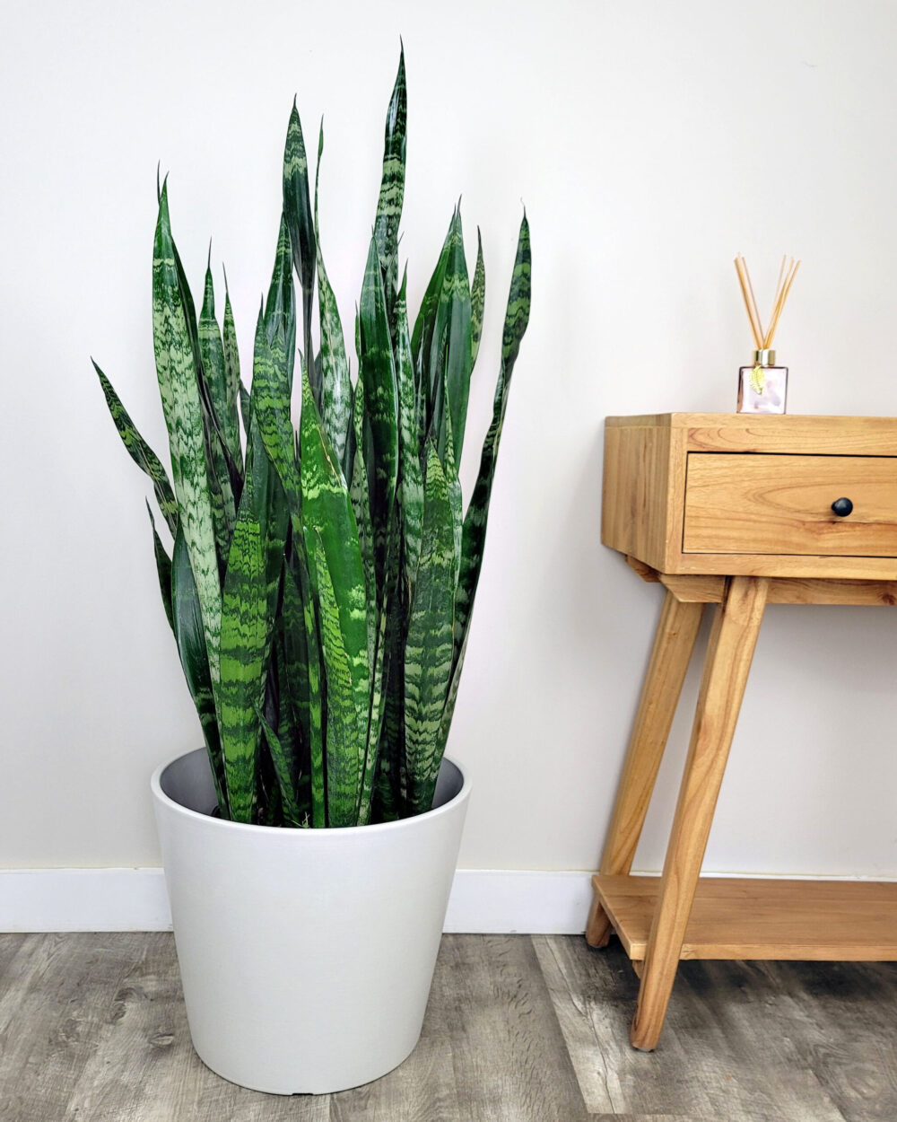 retrasar guión Matemático Sansevieria trifasciata 'Black Coral' | PlantVine