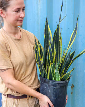 black gold snake plant