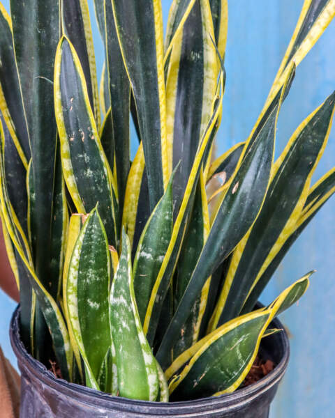 Foliage Foliage