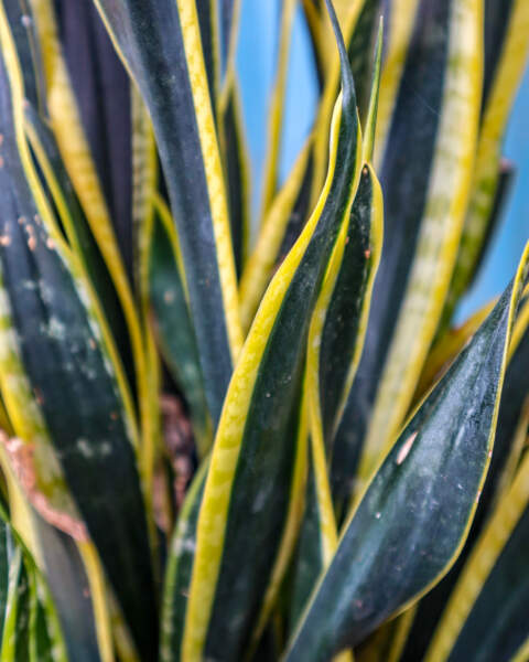 Foliage Foliage