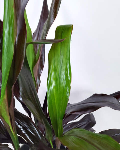 Foliage Foliage