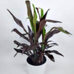 Black Magic Cordyline