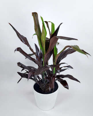 Black Magic Cordyline