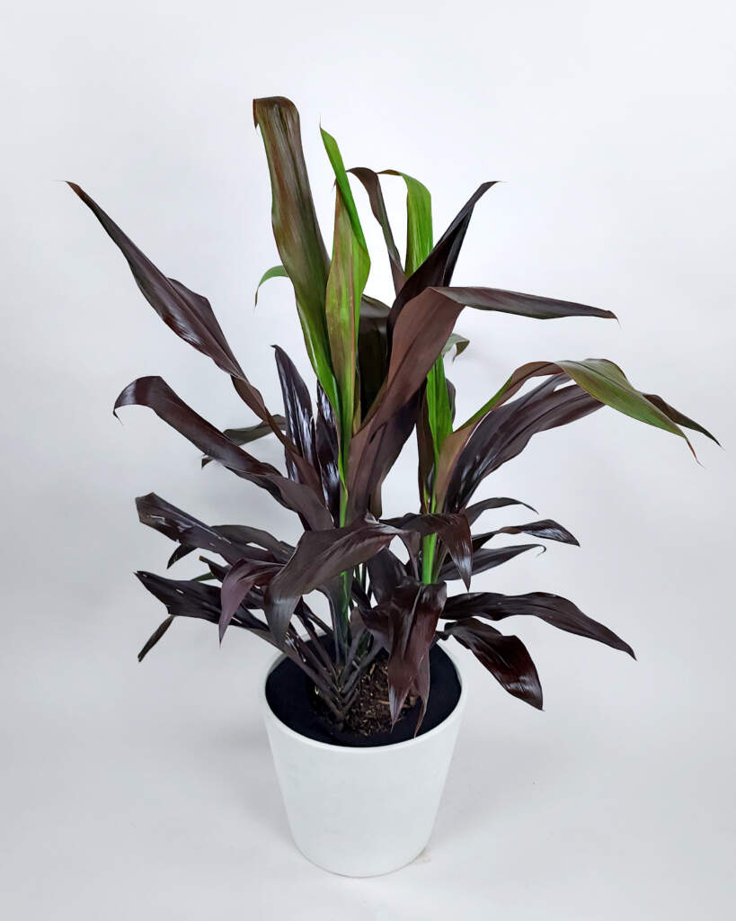 Cordyline fruticosa 'Black Magic'