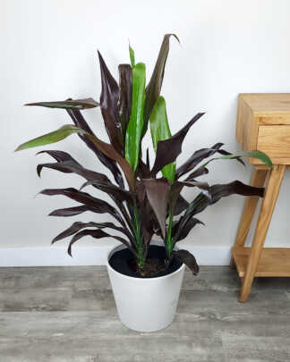 Black Magic Cordyline