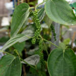 black pepper vine
