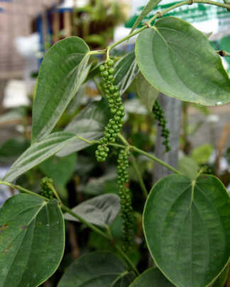 black pepper vine