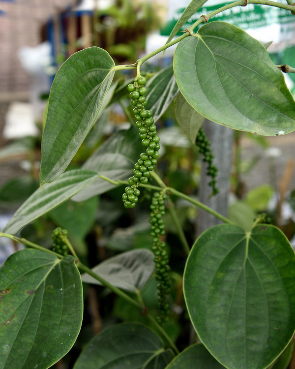 Piper nigrum, Black Pepper Vine |