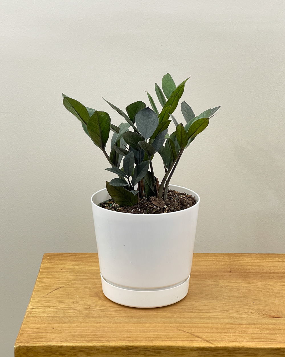 Raven ZZ Plant | PlantVine