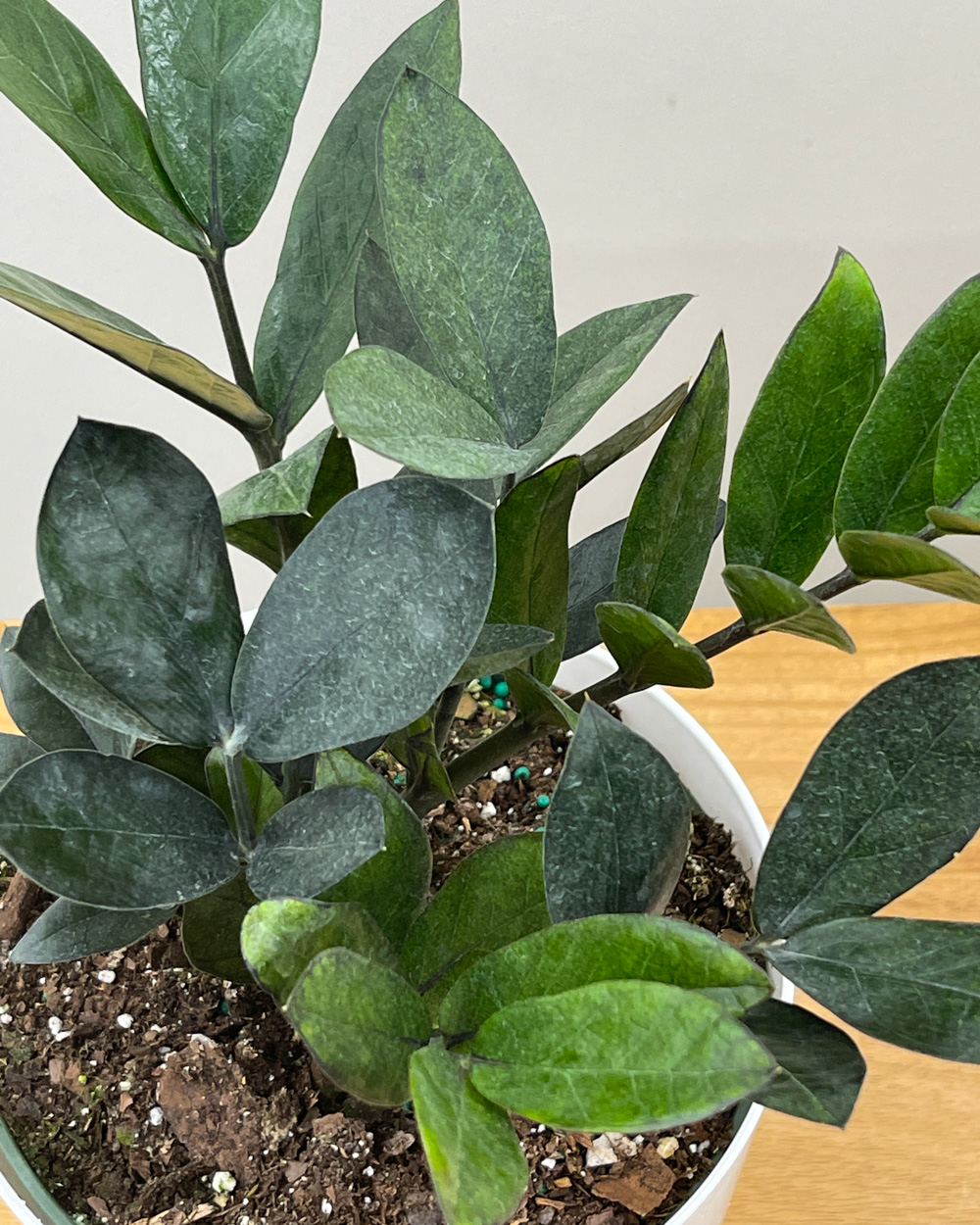 Raven Zz Plant Black Zamioculcas Zamiifolia Plantvine Raven Zz Plant Black Zamioculcas Zamiifolia Plantvine