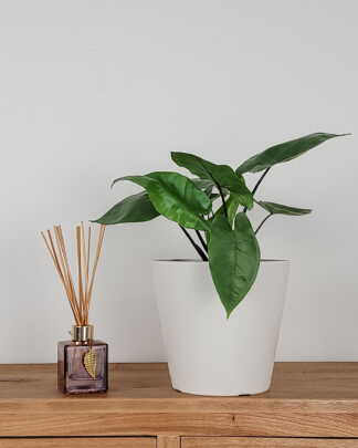 Black Stem Alocasia