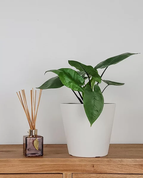 Medium Black Stem
