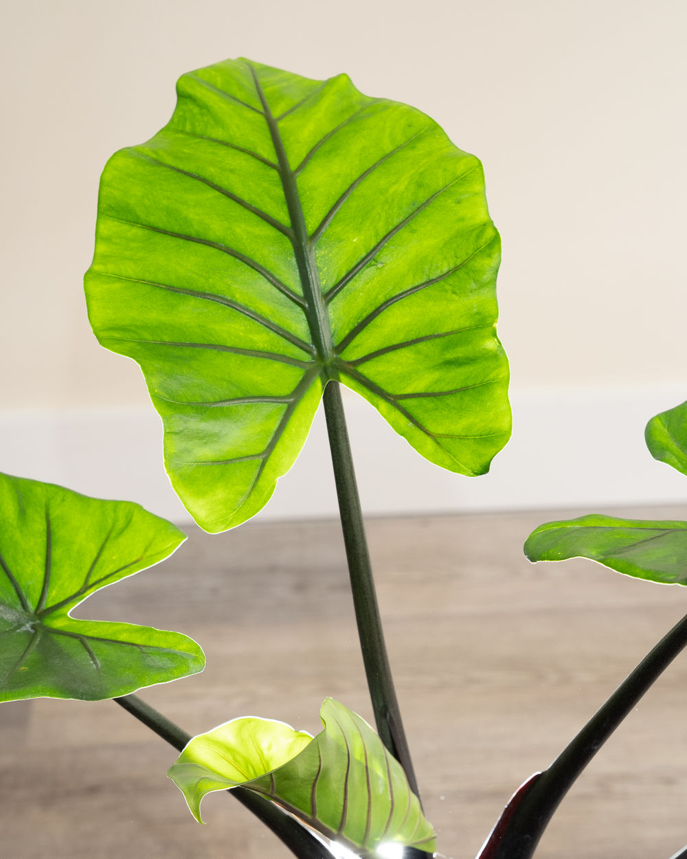 Alocasia macrorrhiza LIVE TROPICAL PLANT Black Stem Elephant Ear