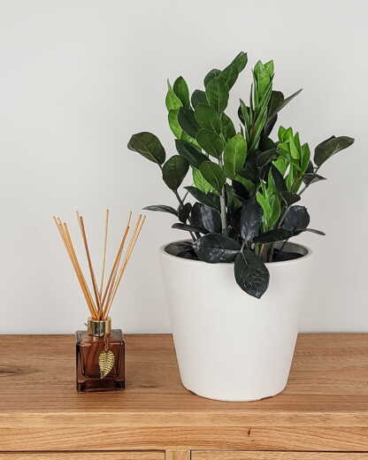 Black ZZ Plant | PlantVine
