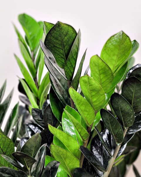Foliage Foliage