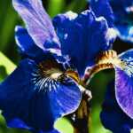 Blue Flag Iris