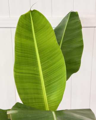 Blue Java Banana Tree