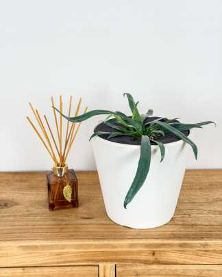 Blue Oil Fern - Medium, Bush