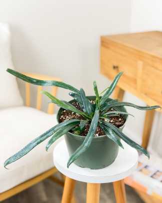 Blue Oil Fern