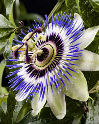 blue passion flower vine