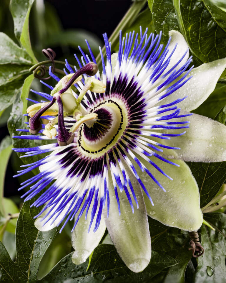 Passiflora Caerulea Blue Passion Flower Vine PlantVine passiflora-caerulea-blue-passion-flower-vine-plantvine